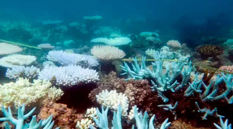 UNAM corales